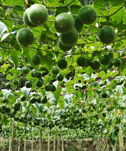 罗汉果的种植与栽培