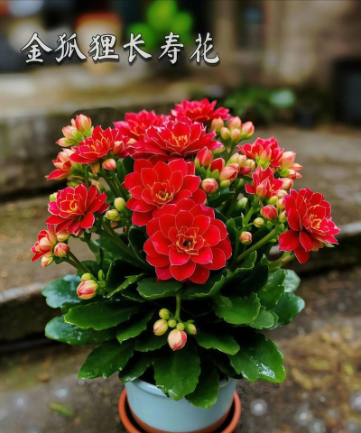 长寿花在什么季度开花