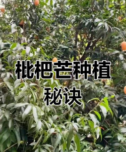 泰国琵琶芒果树怎么种植