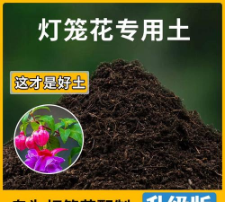 小众送妈妈的花有哪些花