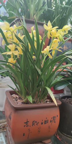 小众送妈妈的花有哪些花