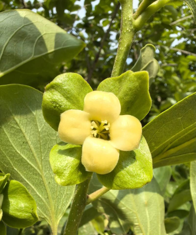 小众送妈妈的花有哪些花
