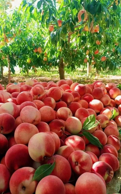 小众送妈妈的花有哪些花