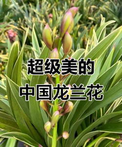 小众送妈妈的花有哪些花