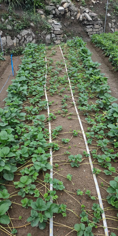 小众送妈妈的花有哪些花