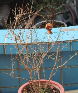 小众送妈妈的花有哪些花