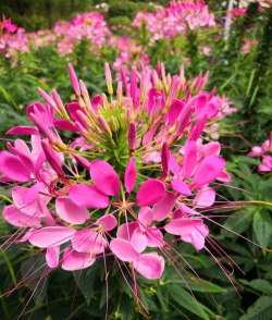 小众送妈妈的花有哪些花
