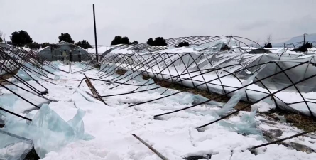 小众送妈妈的花有哪些花