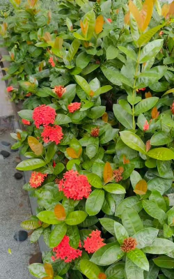 小众送妈妈的花有哪些花