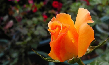 小众送妈妈的花有哪些花