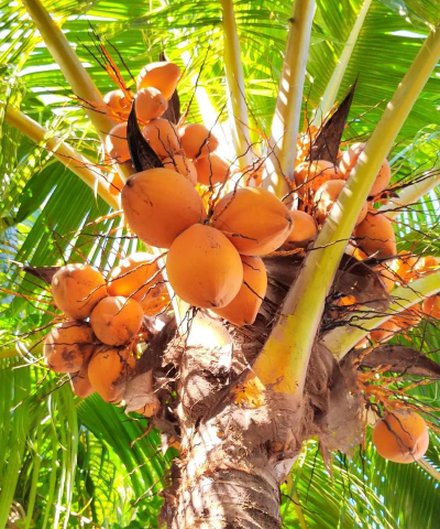 海南海口椰子果怎么种植