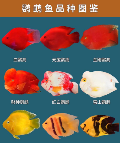 鹦鹉鱼有几种品种