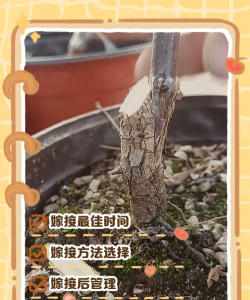 枣树嫁接时间和方法