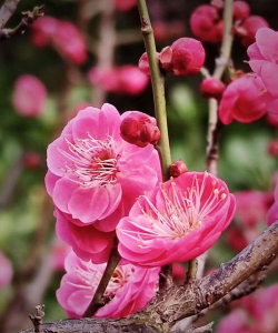 龙游梅开花香吗