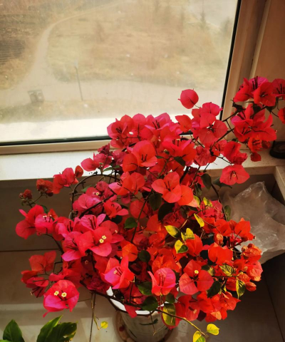 花很少的花有哪些