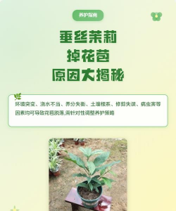 小众送妈妈的花有哪些花