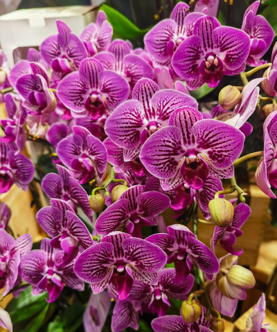 小众送妈妈的花有哪些花