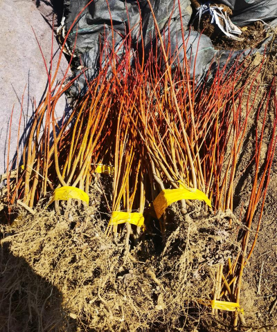 美国人怎么种植红枫的