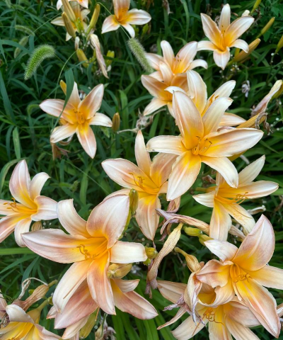 小众送妈妈的花有哪些花