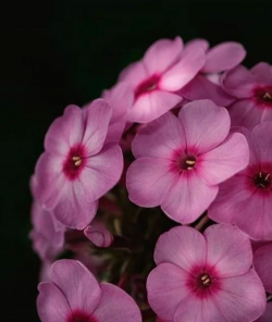 小众送妈妈的花有哪些花