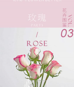 红袖玫瑰的花语和寓意