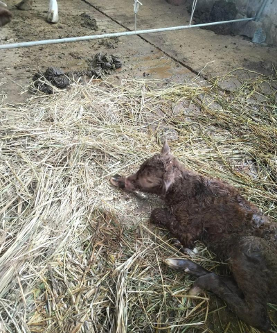 小众送妈妈的花有哪些花