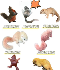 小众送妈妈的花有哪些花