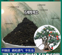 小众送妈妈的花有哪些花