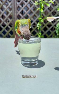 鹦鹉喝水吗