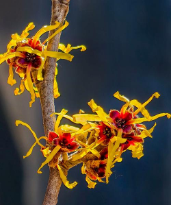 小众送妈妈的花有哪些花