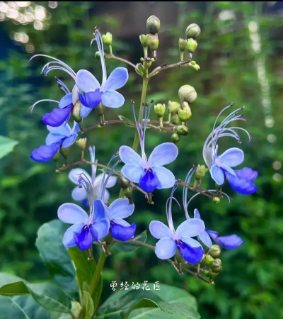 小众送妈妈的花有哪些花