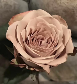 小众送妈妈的花有哪些花