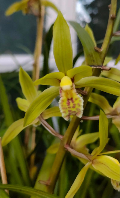 小众送妈妈的花有哪些花