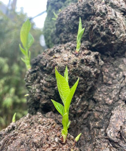 春天什么植物会生长