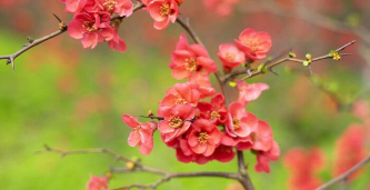 晚夜玉衡海棠花语