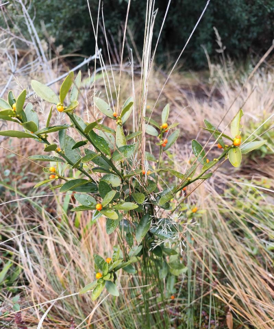 小众送妈妈的花有哪些花