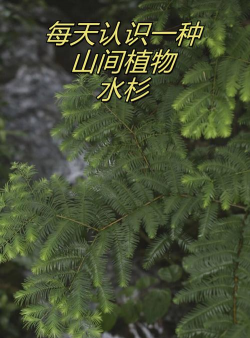 杉树是裸子植物还是被子植物