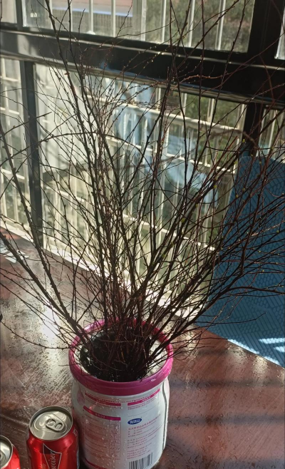 干枝雪柳多久发芽