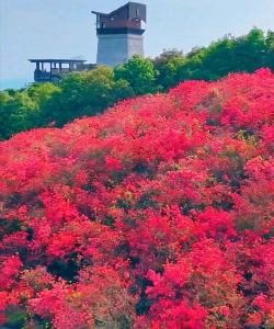 温州适合养什么花