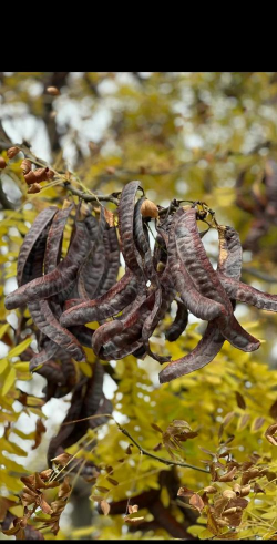 皂角树是常绿还是落叶