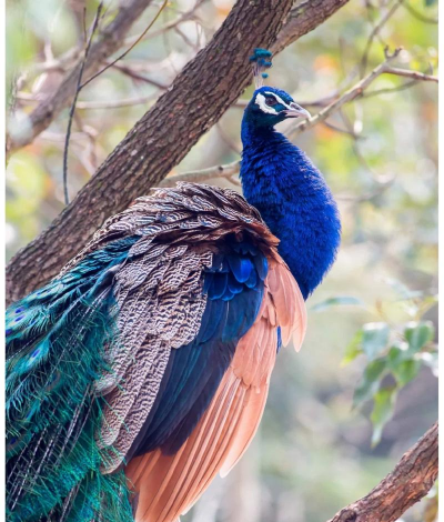 小众送妈妈的花有哪些花