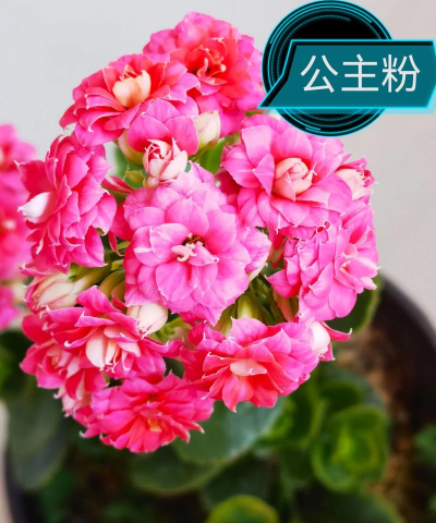 小众送妈妈的花有哪些花