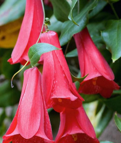 稀有花类有哪些花