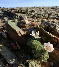 枯木逢春花是什么植物