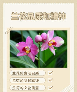 兰花的品质与精神