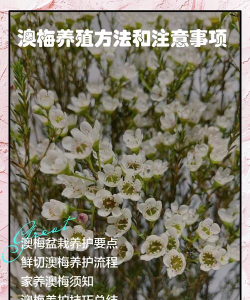 小众送妈妈的花有哪些花