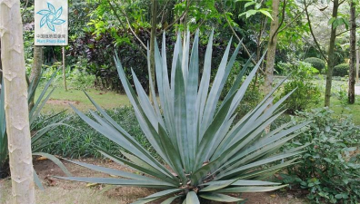 剑麻是什么植物