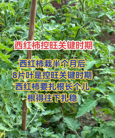 番茄种植技术和管理技术