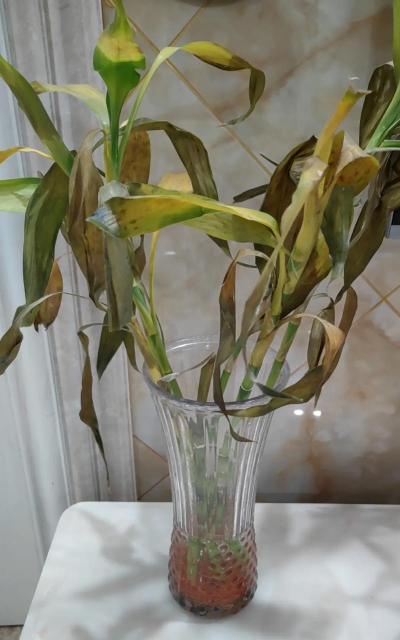 小众送妈妈的花有哪些花