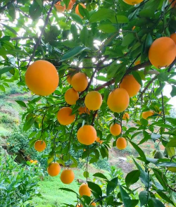 小众送妈妈的花有哪些花